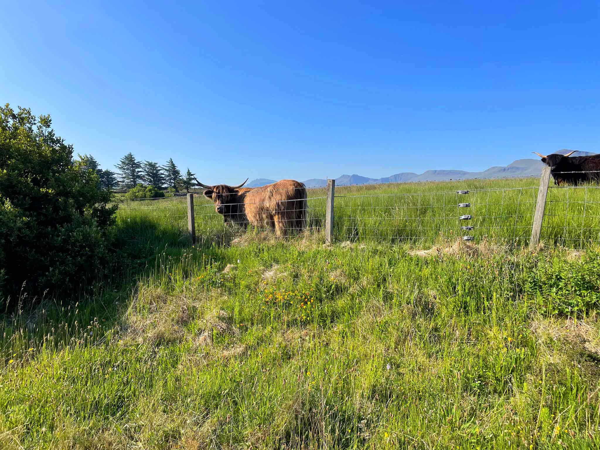 See amazing wildlife including Highland Cows when you stay at Brogaig Cottages